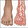 'Front Foot,' a Technical Illustration by Jim Thompson