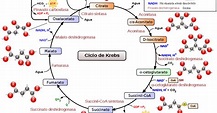 Ciclo de Krebs mapa conceptual ¡Guía paso a paso!