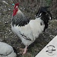 Gallina Sussex Armiñada desde 2,95€ | Tu Gallina Online