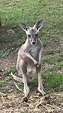 Kangaroos For Sale