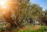 Biblical Israel: Garden of Gethsemane - CBN Israel