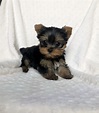 Micro Teacup Yorkie Yorkshire Terrier Puppy! - iHeartTeacups