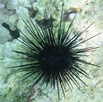 Thomas' Marine Biology Blog: Sea urchins