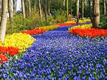 Campos de Flores na Holanda - Arquidicas