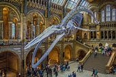 Una visita al Museo de Historia Natural de Londres - Mi Viaje