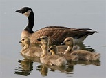 Free photograph; lesser, Canada, geese, female, bird, brood, swimming ...