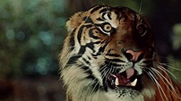 Der Tiger von Eschnapur: DVD oder Blu-ray leihen - VIDEOBUSTER
