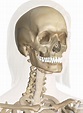 Bones of the Head and Neck | Interactive Anatomy Guide