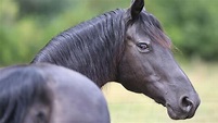 Morgan horse: America’s first breed is perhaps the ultimate all-rounder