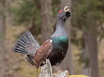 Western Capercaillie Bird Facts (Tetrao urogallus) | Bird Fact
