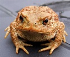 Toad Free Stock Photo - Public Domain Pictures
