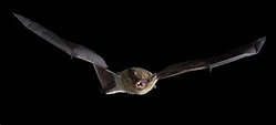 Ali dei pipistrelli: prodigio evolutivo - BioPills