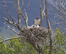 How To Build A Hawk Nest - Shipcode