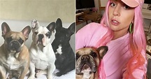 Meet Lady Gaga's 3 French Bulldogs, Koji, Asia, and Gustav | POPSUGAR Pets