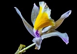 Orchidea Selvaggia Fiore - Foto gratis su Pixabay - Pixabay