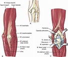Surgical Exposures of the Elbow | Musculoskeletal Key