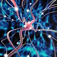 Nerve cell - Stock Image - P360/0423 - Science Photo Library