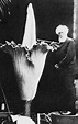 Hugo de Vries with Amorphophallus Titanum. New... - Christian Ehrentraut