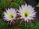 Los cactus con flores más espectaculares | Jardineria On