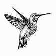 Hummingbird Drawing by Bari Rhys