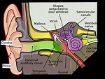 How Do Human Hear Sound? The Hearing Mechanism Explained | Headphonesty