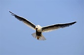 File:Bird in flight wings spread.jpg - Wikimedia Commons