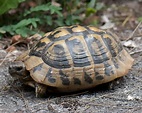 Greek Tortoise - Facts, Diet, Habitat & Pictures on Animalia.bio