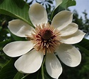 Magnolia obovata - Trees and Shrubs Online