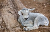 little goat lying by Oleg Lopatkin on 500px | Goats, Baby farm animals ...