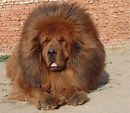 養隻可愛的《西藏獒犬》是炫富新招？ | 宅宅新聞