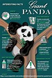 Designed brochure with interesting facts about Giant Pandas using ...