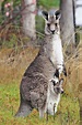 File:Kangaroo and joey05.jpg - Wikimedia Commons