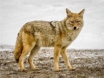 Yellowstone Coyote - T. Kahler Photography