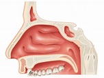 Rendering of a right nasal cavity anatomy (adaptation of image obtained ...