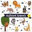 Dibujos animados de animales nocturnos con nombre de animal | Vector ...