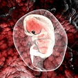 Human embryo - Stock Image - P680/0697 - Science Photo Library