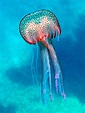 Ciencia Canaria - Los secretos de las medusas