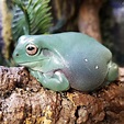 Momcicle Mania: Whites Tree Frogs