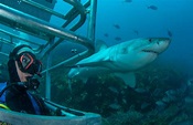 Great White Shark Experiences - Dive in Australia