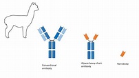 Kamelid-Single-Domain-Antikörper – Forschung und Diagnostik - Hölzel