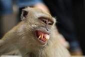 WTFshiznit: Monkey time