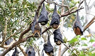 30 Fruit Bat Facts About the Majestic Megabat – Facts Bridage