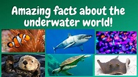 Mind-blowing facts about marine life - YouTube