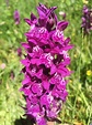 Gorgeous wild orchids I stumbled upon during a hike in the Swiss alps ...