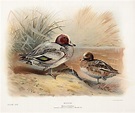 The natural history of the British surface-feeding ducks, 1902 by John ...