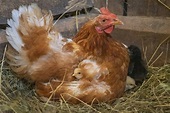 Hen Newly Hatched Chickens Stock Photos - Free & Royalty-Free Stock ...