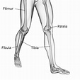 Ossos da perna - nomes dos ossos dos membros inferiores - Anatomia ...