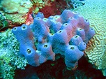 Sponges of Flower Garden Banks National Marine Sanctuary