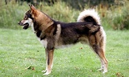 Russia : Native Dog Breeds - Native Breed.org