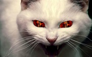 Demon cat - Cats Wallpaper (34333998) - Fanpop
